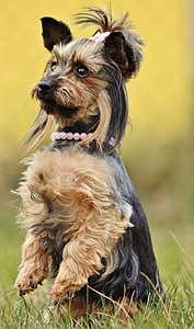 selective focus photography of adult brown and black Yorkshire terrier thumbnail