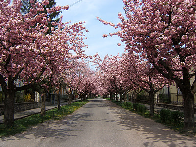 Temesvár street with pink flowers in Kaposvar, Hungary thumbnail