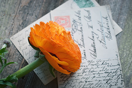 orange flower on greeting cards thumbnail