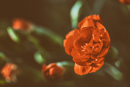 Close-up shot of a red rose flower, image captured in Kent, England thumbnail