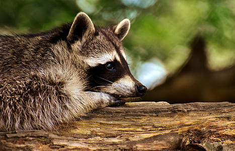 photo of raccoon on tree thumbnail
