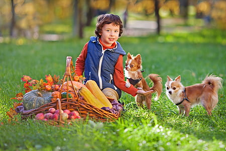 boy with two Chihuahua and picnic basket on green grass field thumbnail