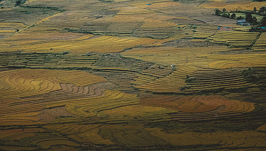 aerial photography of rice fields thumbnail