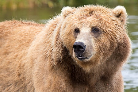 brown grizzly bear thumbnail