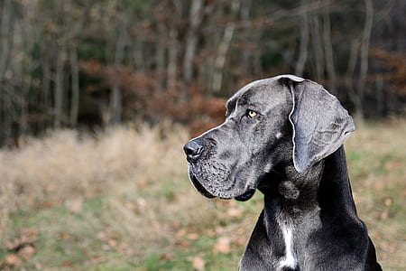 adult black great dane on selective focus photo thumbnail