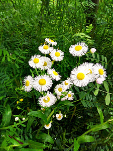 Scenery, Cell Phone Cameras thumbnail