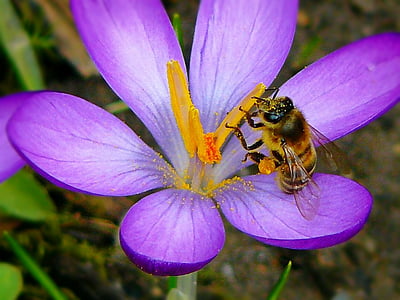 close up photo of honey bee perched on pink flower thumbnail