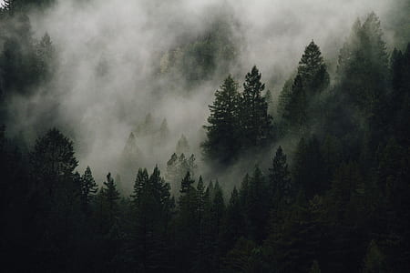 fog on green forest thumbnail