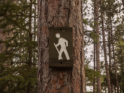 nature, forest, trees, tranquil thumbnail