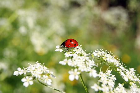 shallow focus photography of red and black lady bug on white flowers thumbnail
