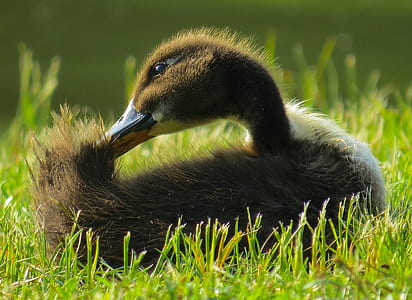 brown duckling on top of green grass lawn during daytime thumbnail