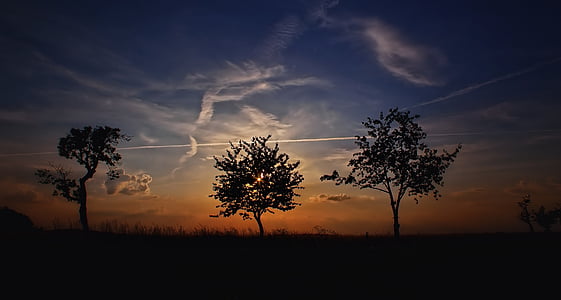 silhouette of trees during sunset thumbnail