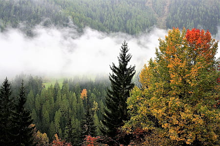 trees surrounded with fogs thumbnail