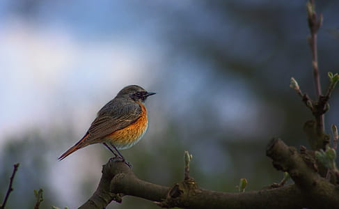 focus photography of orange and gray robin bird thumbnail