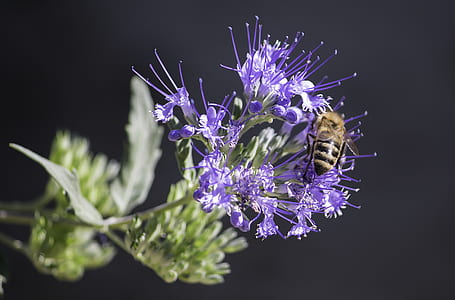 Honeybee Perched on Purple Petaled Flower Closeup Photography thumbnail