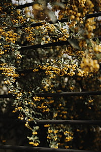 yellow petal flower in shallow focus photography thumbnail