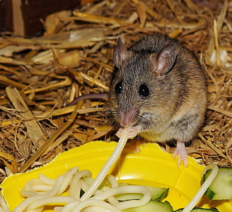 brown gerbil eating pasta thumbnail