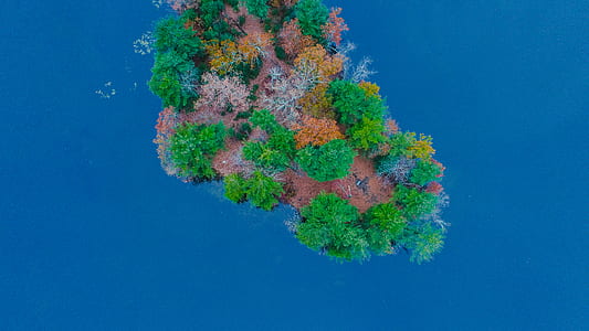 green leaf trees thumbnail