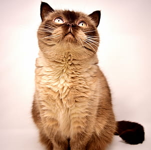short-fur brown cat thumbnail