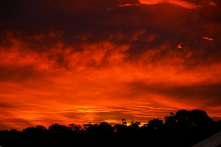 silhouette of trees during golden hourse thumbnail