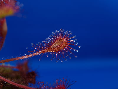 blue and red petaled flower thumbnail