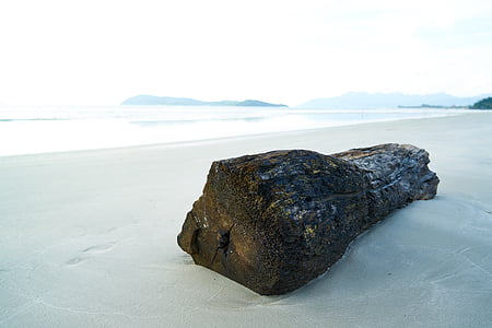 brown drift log on shore at daytime thumbnail