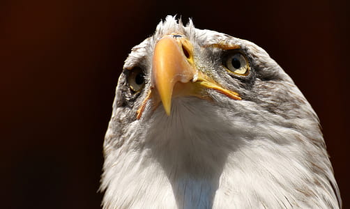close-up photo of brown and white eagle thumbnail