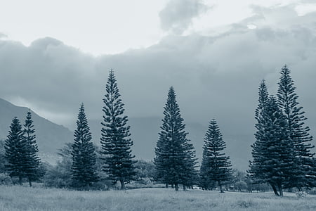 green pine trees under gray clouds thumbnail