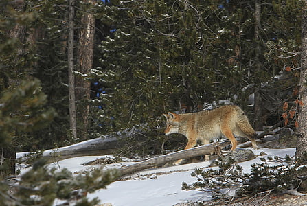 brown wolf surrounded by trees at daytime thumbnail