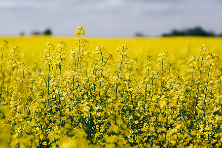 Rape field on a sunny day thumbnail