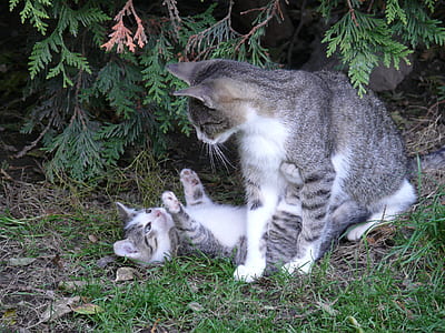 gray and white kitten playing with cat on green grass thumbnail