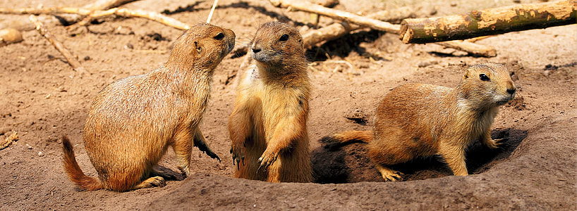 three brown  4 legged animals on dirt thumbnail