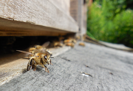 honeybees on brown surface thumbnail