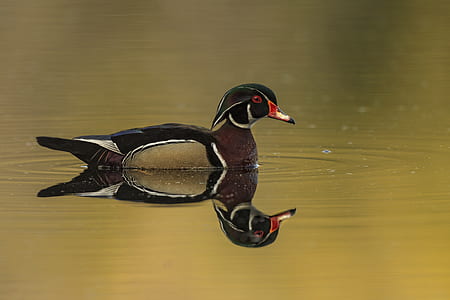 mandarin duck on body of water during daytime thumbnail
