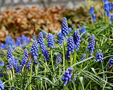 purple grape hyacinth flowers in selective focus photography thumbnail