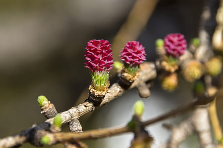 selective focus photography of purple flowers thumbnail