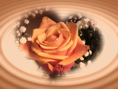yellow petaled rose thumbnail