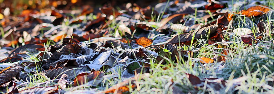 green grasses and brown stones thumbnail