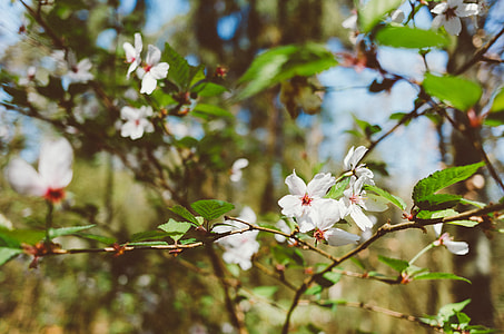 Spring flowers thumbnail