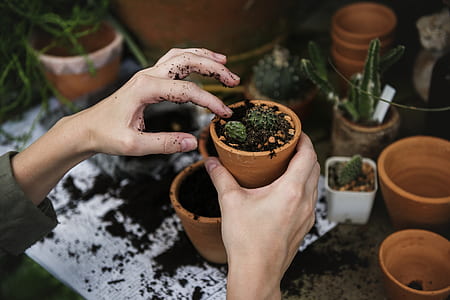 person holding green potted plant thumbnail