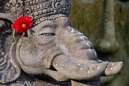 elephant with red hibiscus flower on ears thumbnail