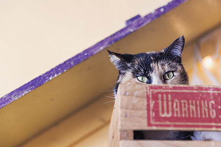 calico cat on brown wooden crate thumbnail