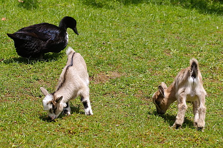 two brown goats and black duck playing on green lawn thumbnail