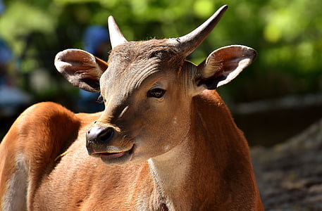 black cattle selective focus photography thumbnail