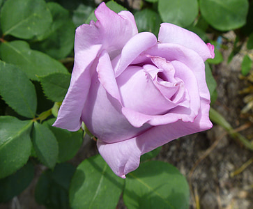 purple rose flower thumbnail