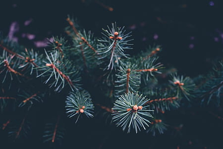 green and brown Christmas tree trunk thumbnail