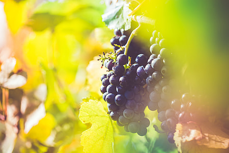 Ripe Wine Grapes in Vineyard Field thumbnail