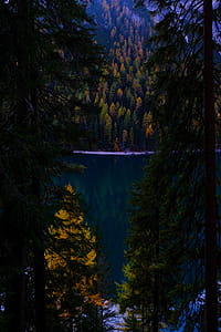 Green Pine Trees Near Body of Water thumbnail