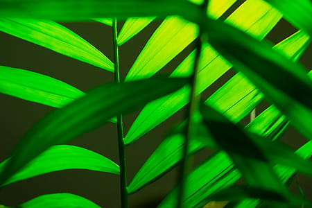 Green Leaves thumbnail