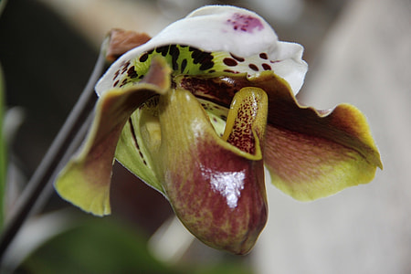 brown and green lady slipper orchid thumbnail